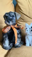 Full AKC Roxy Mini Schnauzer , a female Miniature Schnauzer for sale in Temple, TX – 4 of 7
