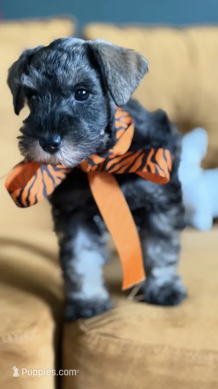 Full AKC Roxy Mini Schnauzer  – Miniature Schnauzer puppy for sale in Temple, TX
