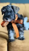 Full AKC Roxy Mini Schnauzer , a female Miniature Schnauzer for sale in Temple, TX – 1 of 7