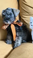 Full AKC Roxy Mini Schnauzer , a female Miniature Schnauzer for sale in Temple, TX – 3 of 7