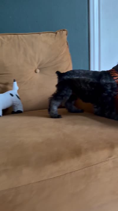 Full AKC Roxy Mini Schnauzer , a female Miniature Schnauzer for sale in Temple, TX – 6 of 7