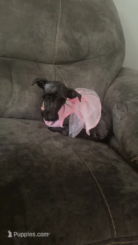 Armoni – Poodle - Standard  puppy for sale in High Point, NC