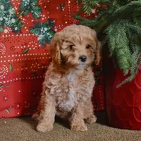 Meg, a female Miniature Goldendoodle for sale in Belfast, NY – Photo 1 of 2