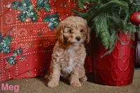 Meg, a female Miniature Goldendoodle for sale in Belfast, NY – Photo 1 of 2