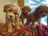 Meg, a female Miniature Goldendoodle for sale in Belfast, NY – Photo 2 of 2