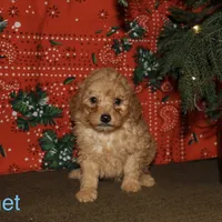 Comet, a male Miniature Goldendoodle for sale in Belfast, NY – Photo 3 of 4