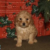 Comet, a male Miniature Goldendoodle for sale in Belfast, NY – Photo 1 of 4