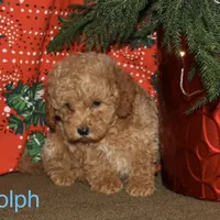 Rudolph, a male Miniature Goldendoodle for sale in Belfast, NY – Photo 1 of 4