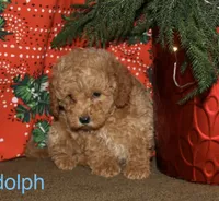 Rudolph, a male Miniature Goldendoodle for sale in Belfast, NY – Photo 1 of 4