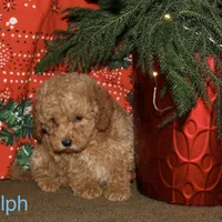 Rudolph, a male Miniature Goldendoodle for sale in Belfast, NY – Photo 3 of 4