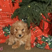 Cupid, a female Miniature Goldendoodle for sale in Belfast, NY – Photo 3 of 4