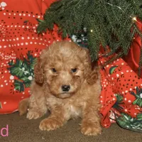 Cupid, a female Miniature Goldendoodle for sale in Belfast, NY – Photo 1 of 4