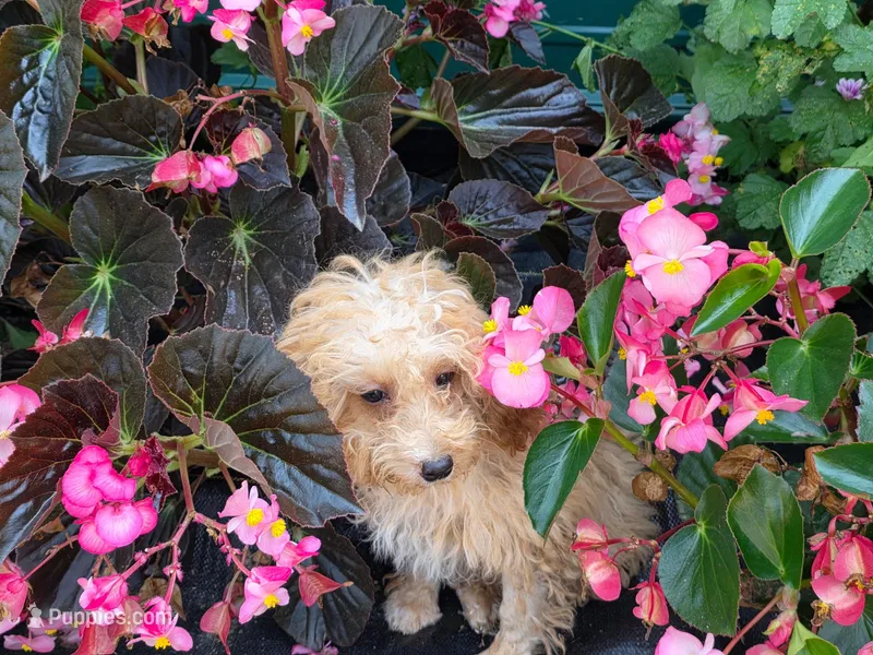 Russel – Miniature Goldendoodle puppy for sale in Belfast, NY