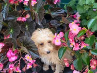 Russel, a male Miniature Goldendoodle for sale in Belfast, NY – 1 of 1
