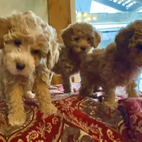 Sylvia, a female Miniature Goldendoodle for sale in Belfast, NY – Photo 2 of 2