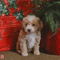 Sylvia, a female Miniature Goldendoodle for sale in Belfast, NY – Photo 1 of 2