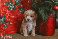 Sylvia, a female Miniature Goldendoodle for sale in Belfast, NY – Photo 1 of 2