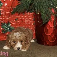Stocking, a female Miniature Goldendoodle for sale in Belfast, NY – Photo 3 of 4
