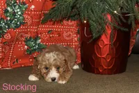 Stocking, a female Miniature Goldendoodle for sale in Belfast, NY – Photo 3 of 4