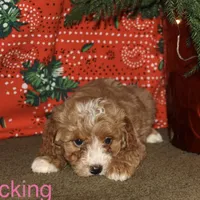 Stocking, a female Miniature Goldendoodle for sale in Belfast, NY – Photo 1 of 4