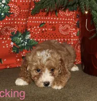 Stocking, a female Miniature Goldendoodle for sale in Belfast, NY – Photo 1 of 4