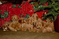 Stocking, a female Miniature Goldendoodle for sale in Belfast, NY – Photo 4 of 4