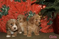 Stocking, a female Miniature Goldendoodle for sale in Belfast, NY – Photo 2 of 4
