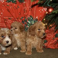 Vixen, a female Miniature Goldendoodle for sale in Belfast, NY – Photo 2 of 4