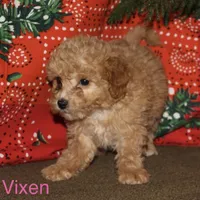 Vixen, a female Miniature Goldendoodle for sale in Belfast, NY – Photo 1 of 4