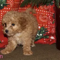 Vixen, a female Miniature Goldendoodle for sale in Belfast, NY – Photo 3 of 4