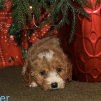 Donner, a male Miniature Goldendoodle for sale in Belfast, NY – Photo 1 of 4