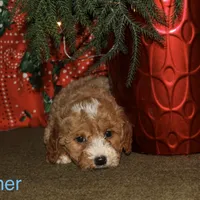 Donner, a male Miniature Goldendoodle for sale in Belfast, NY – Photo 3 of 4