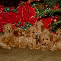Donner, a male Miniature Goldendoodle for sale in Belfast, NY – Photo 4 of 4