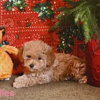 Cuddles, a female Miniature Goldendoodle for sale in Belfast, NY – Photo 2 of 3
