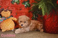Cuddles, a female Miniature Goldendoodle for sale in Belfast, NY – Photo 2 of 3
