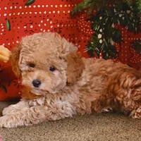 Cuddles, a female Miniature Goldendoodle for sale in Belfast, NY – Photo 1 of 3