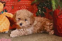 Cuddles, a female Miniature Goldendoodle for sale in Belfast, NY – Photo 1 of 3
