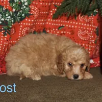Frost, a male Miniature Goldendoodle for sale in Belfast, NY – Photo 1 of 3