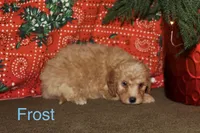 Frost, a male Miniature Goldendoodle for sale in Belfast, NY – Photo 1 of 3