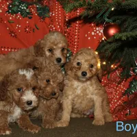 Frost, a male Miniature Goldendoodle for sale in Belfast, NY – Photo 2 of 3