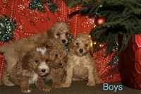 Frost, a male Miniature Goldendoodle for sale in Belfast, NY – Photo 2 of 3