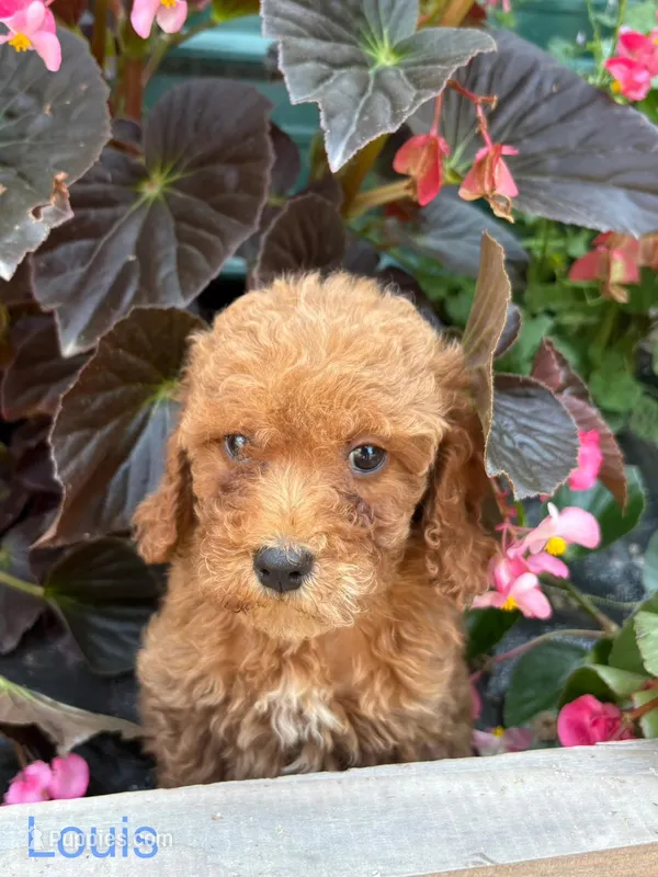 Louis – Miniature Goldendoodle puppy for sale in Belfast, NY