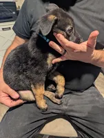 Apollo, a male Belgian Malinois for sale in Crowley, TX – 2 of 2
