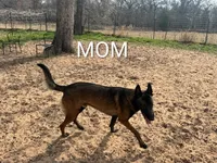 Echo, a male Belgian Malinois for sale in Crowley, TX – 4 of 5