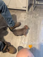 Ms. Orange, a female English Mastiff for sale in Crowley, TX – 3 of 3
