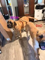 Julia, a female English Mastiff for sale in Crowley, TX – 6 of 6
