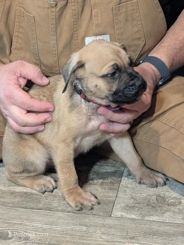 Bruno – English Mastiff puppy for sale in Crowley, TX