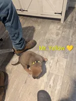 Mr. Yellow , a male Rottweiler and English Mastiff for sale in Crowley, TX – 3 of 3