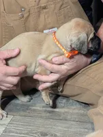 Julius, a male English Mastiff for sale in Crowley, TX – 1 of 2
