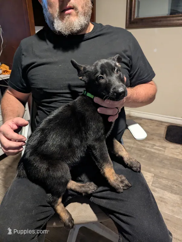 Axios – Belgian Malinois puppy for sale in Crowley, TX